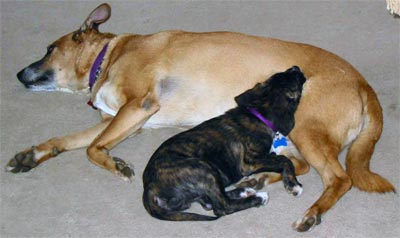 sam and ernie