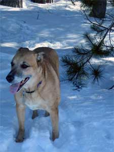 sam in the snow