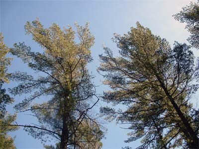 pines at naomikong