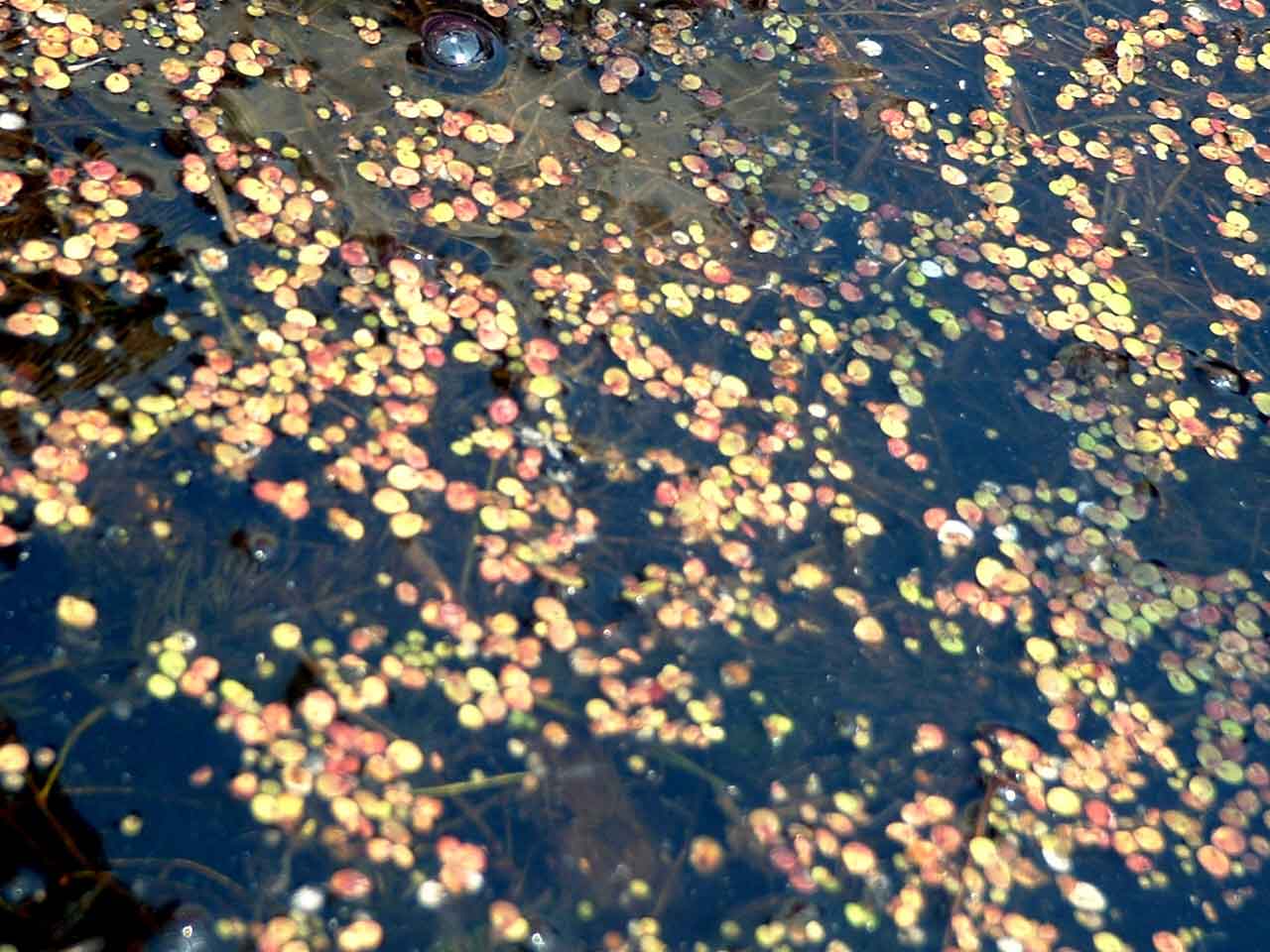 30duckweed