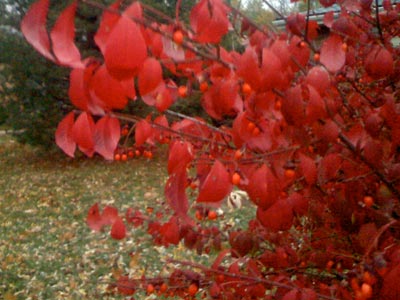 fall-color.jpg