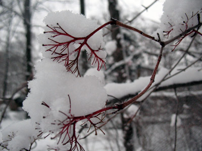 snowbranch