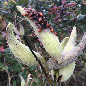 milkweed